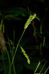 Sharpscale sedge